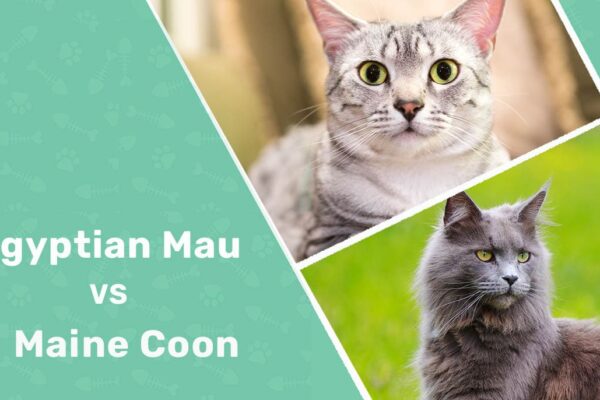 Egyptian Mau vs Maine Coon