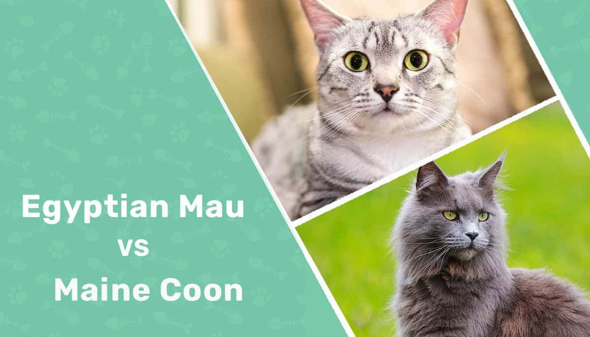 Egyptian Mau vs Maine Coon