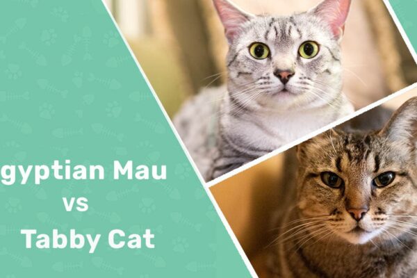 Egyptian Mau vs Tabby Cat