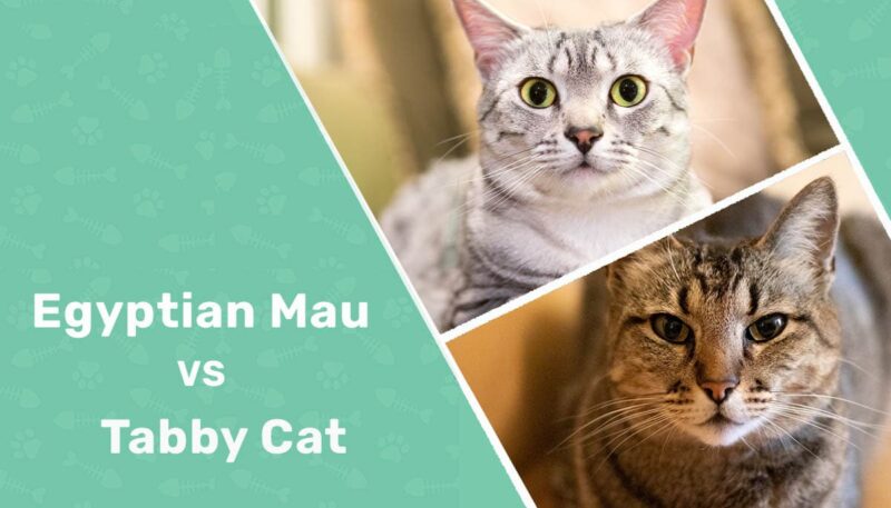 Egyptian Mau vs Tabby Cat