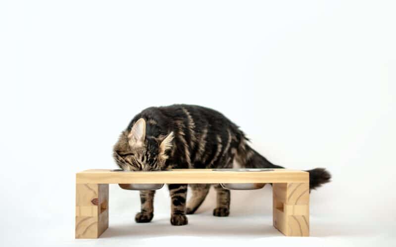 Elevated cat bowl wooden stand stainless steel cat eating
