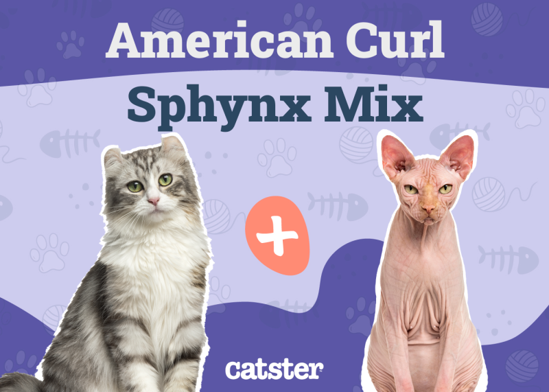 Elf Cat Breed