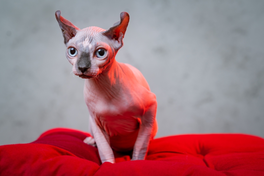 Elf cat sits on the red pillow