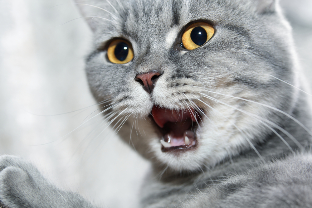 Emotional British Shorthair Cat