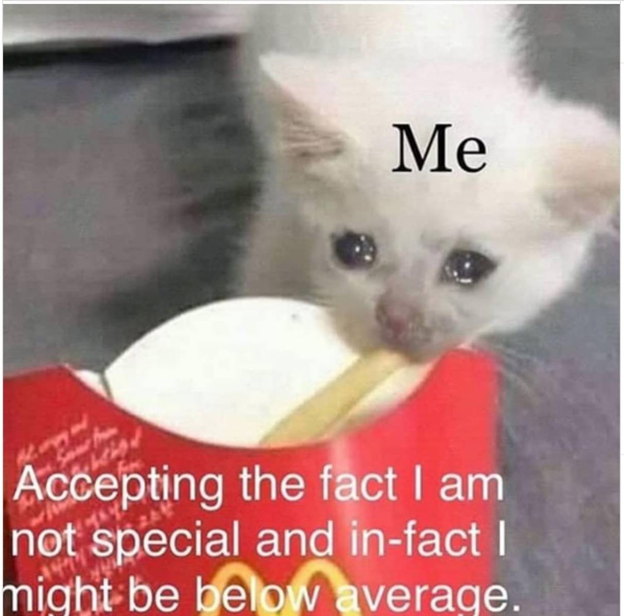 Emotional Eating Cat