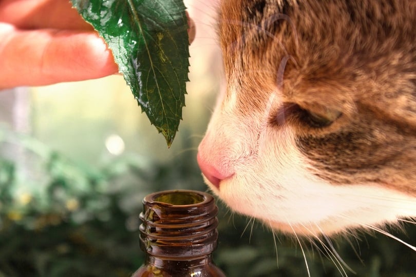 Essential oil dripping from basil leaf into glass bottle