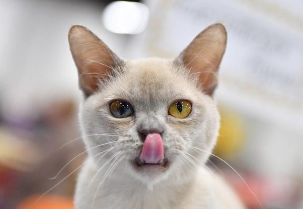 Burmese Cat Lifespan: How Long Do They Live? Vet-Reviewed Info - Catster
