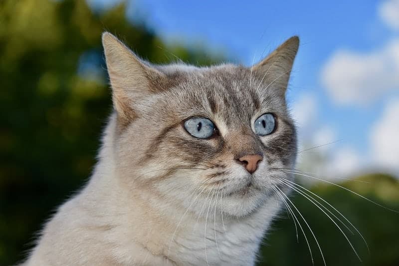 Munchkin. Cat Breeds. Adorable image of a cat with sparkling eyes.  Illustration Stock