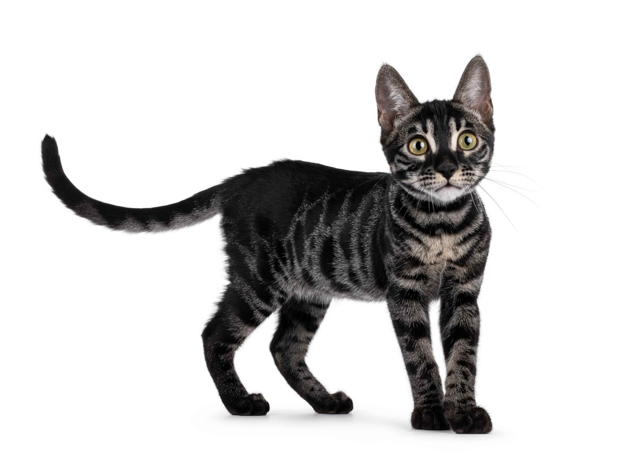 Bengal-cat-kitten-standing-up-side-ways.