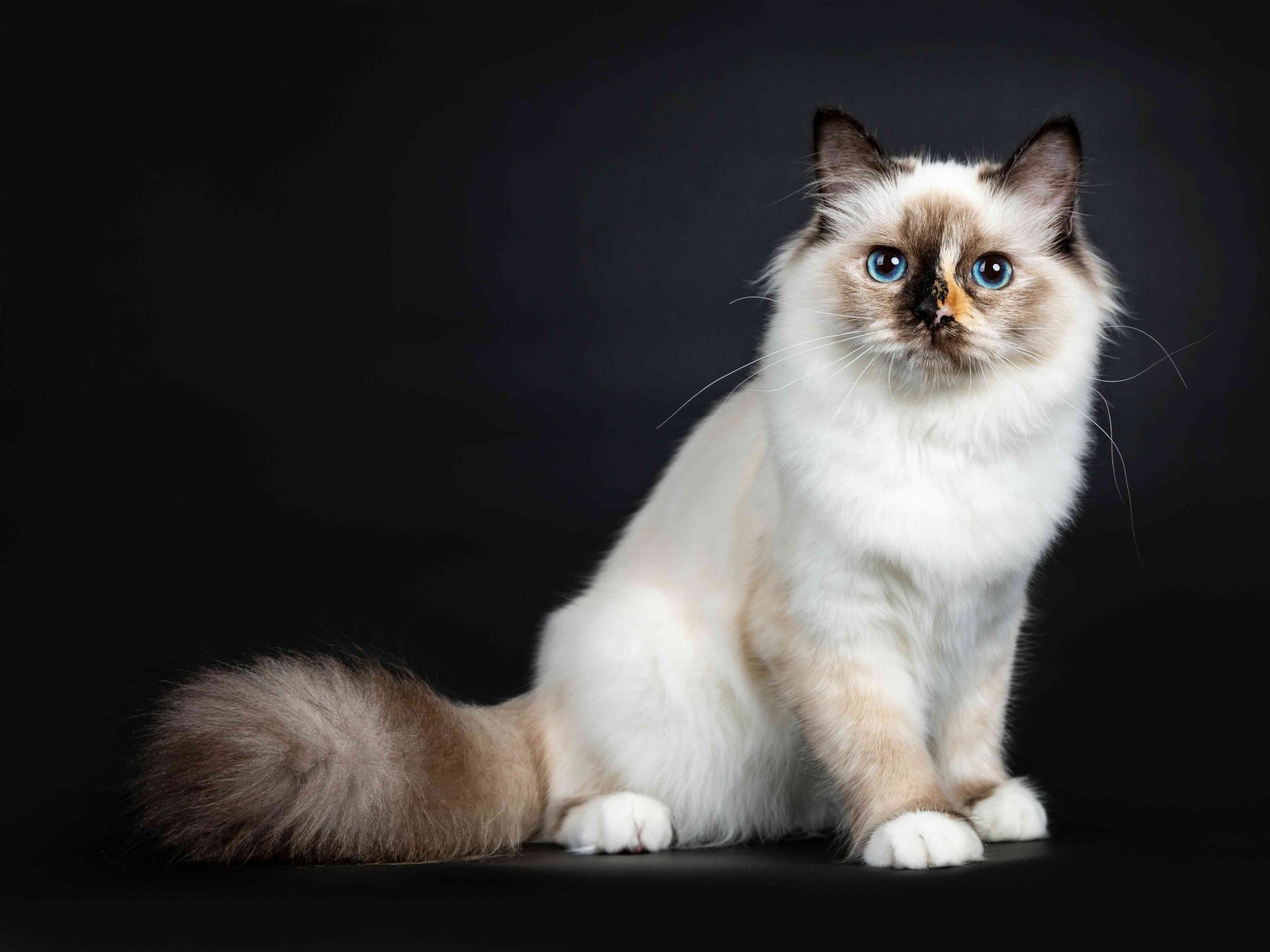 Excellent tortie young Sacred Birman cat kitten sitting side ways with big fluffy tail behind body, looking straight in lens with blue eyes, isolated on black background_Nynke van Holten_Shutterstock