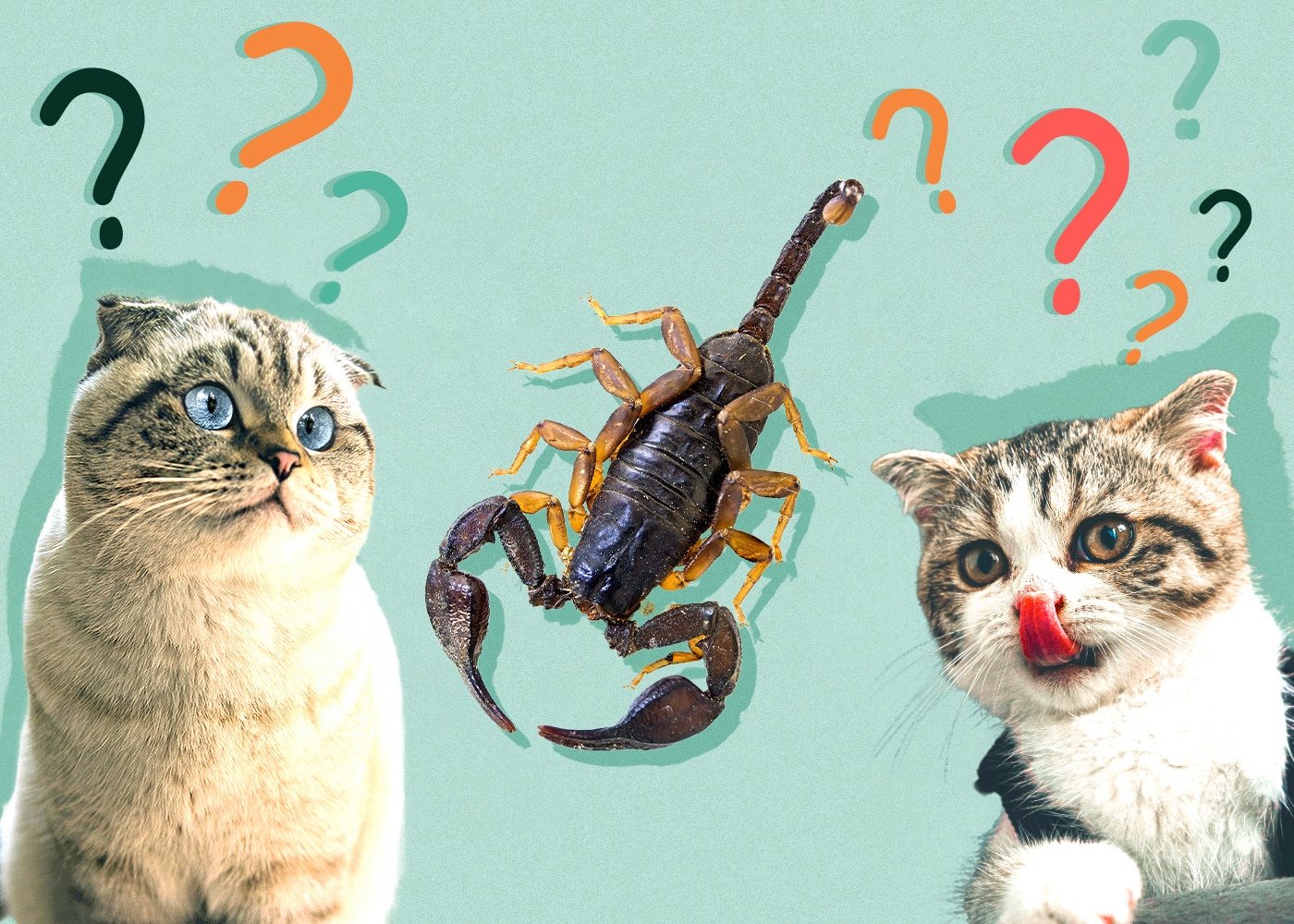 Can Cats Eat Scorpions