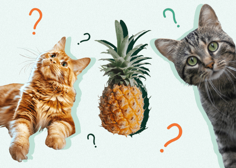Excited Cats- can cats eat pineapple