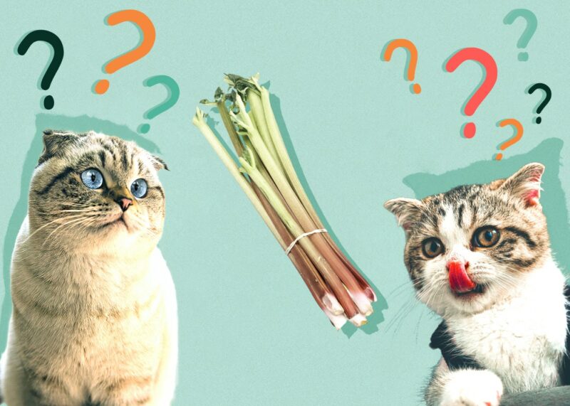 Can Cats Eat rhubarb