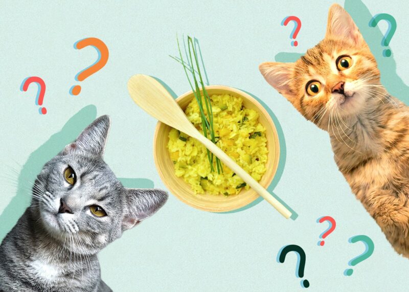 Can Cats Eat rice