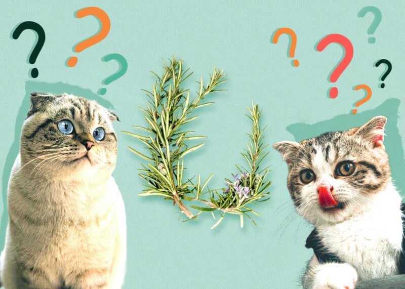 Can Cats Eat rosemary