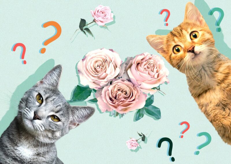 Can Cats Eat roses