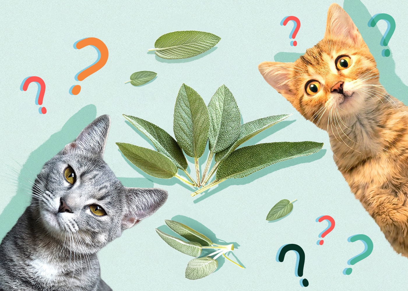 Can Cats Eat Sage? VetReviewed Nutritional Facts & FAQ Catster