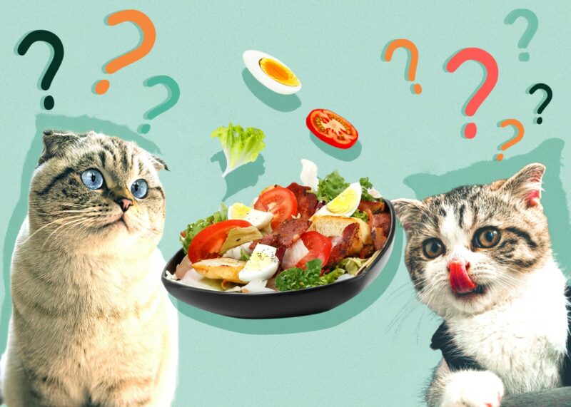 Can Cats Eat salad