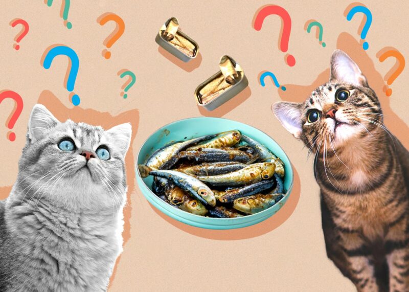 Can Cats Eat sardines
