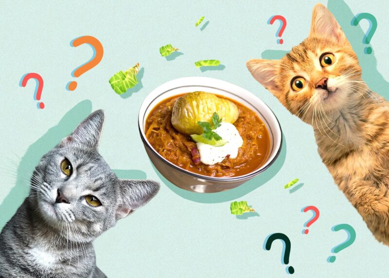 Can Cats Eat sauerkraut