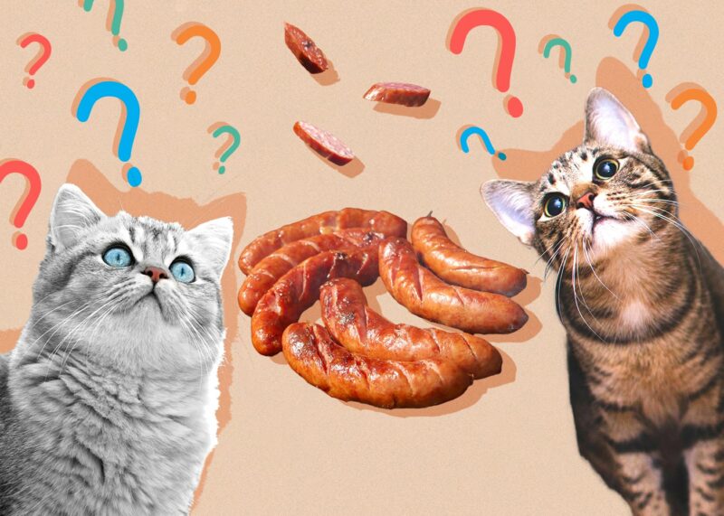 Can Cats Eat sausage
