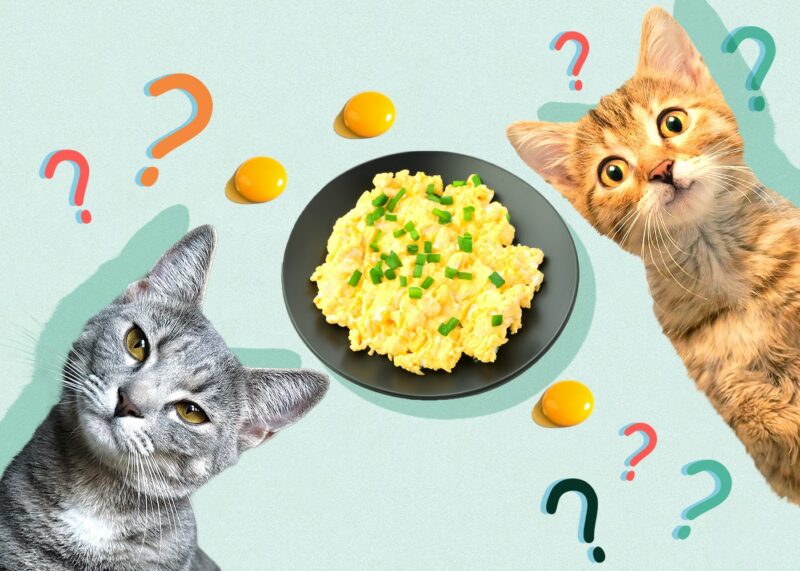Can Cats Eat scrambled-egg