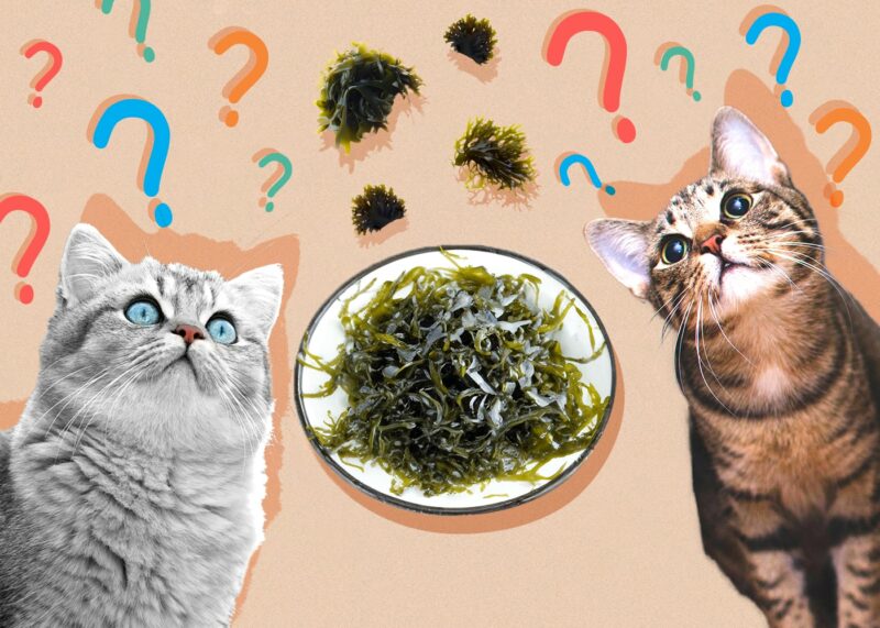 Can Cats Eat seaweed