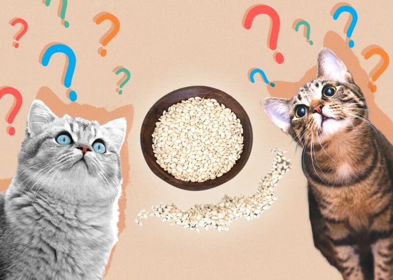 Can Cats Eat sesame-seeds