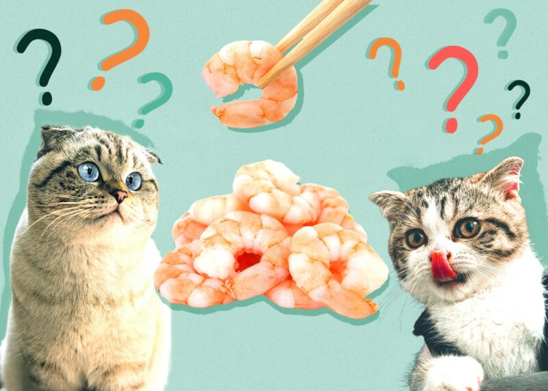 Can Cats Eat shrimp