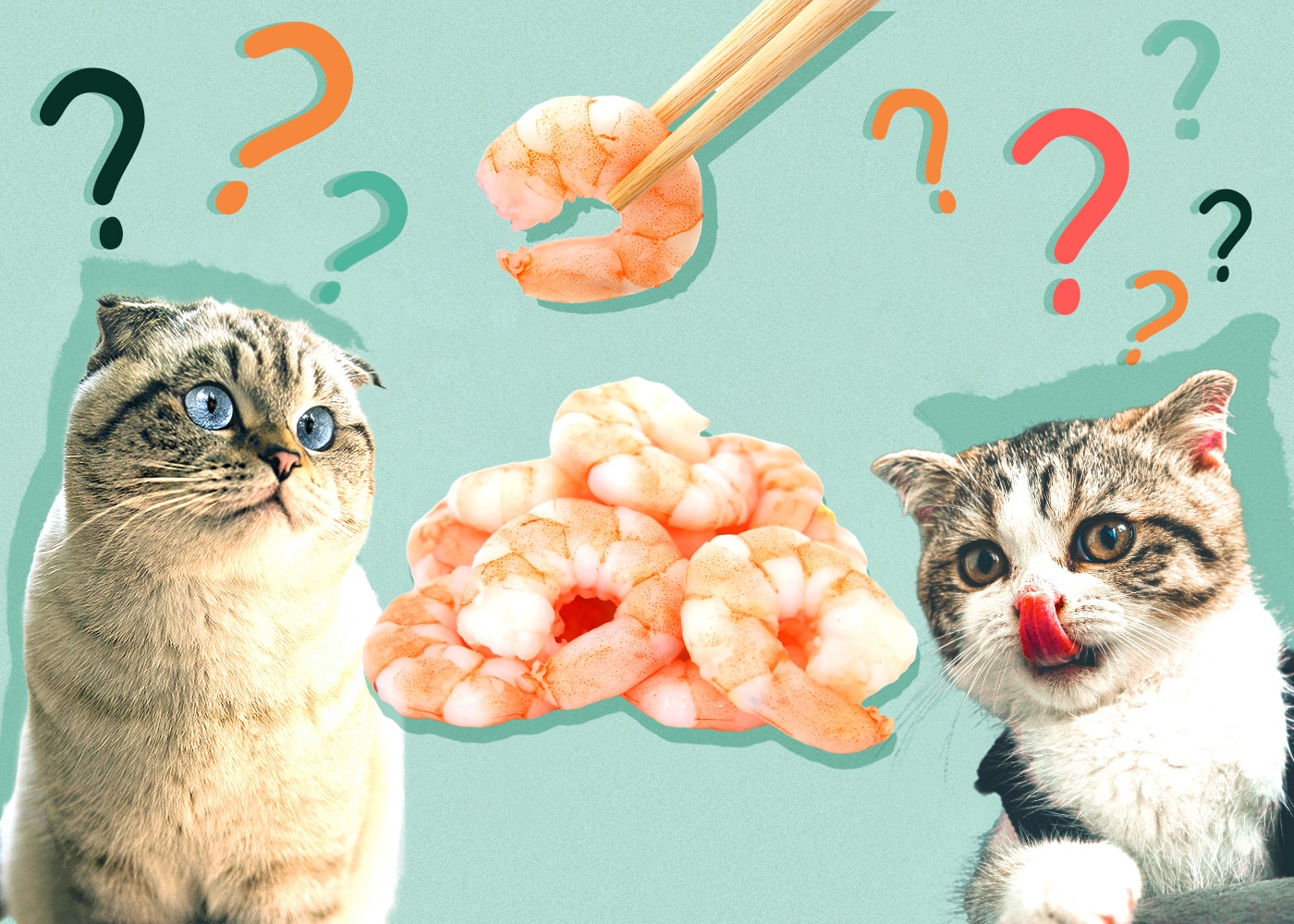 Can Cats Eat shrimp