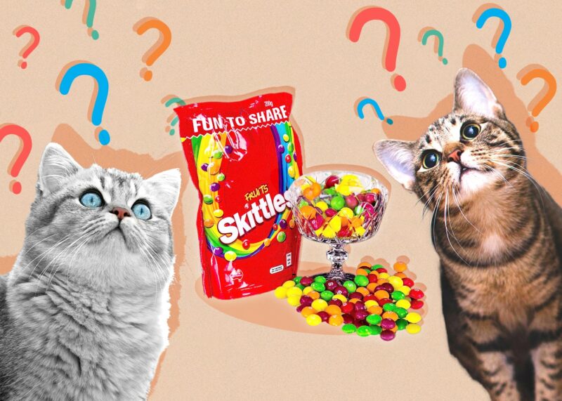 Can Cats Eat skittles