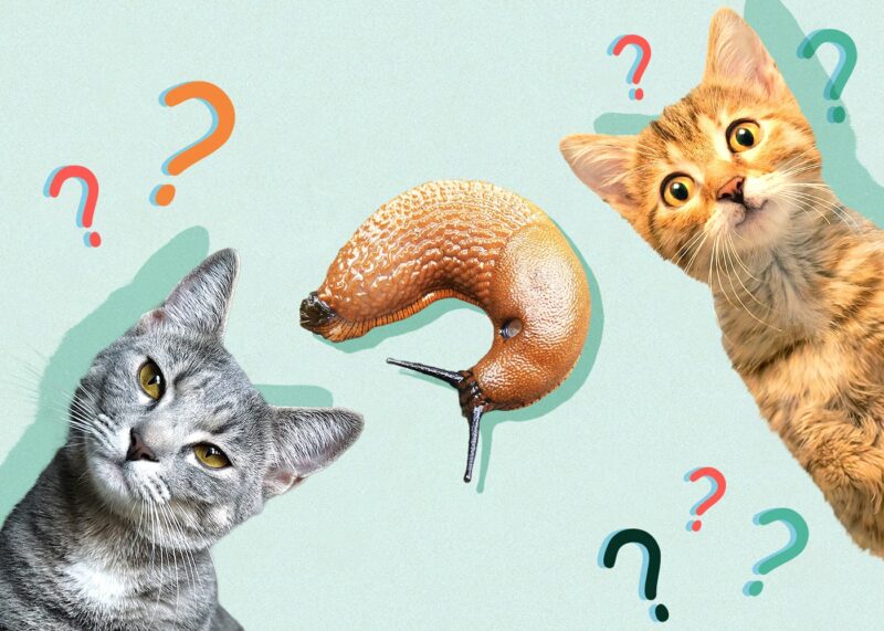 Can Cats Eat slug