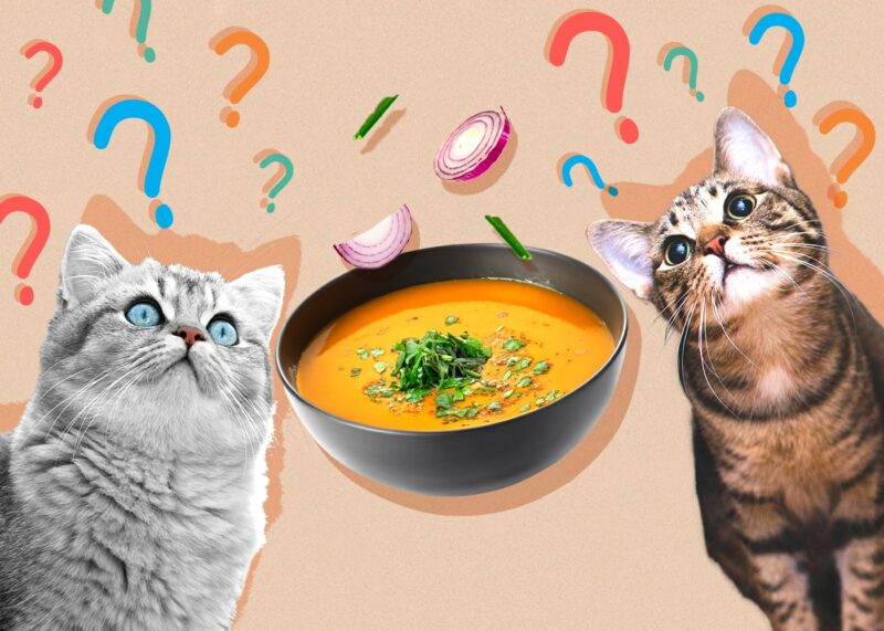 Can Cats Eat soup
