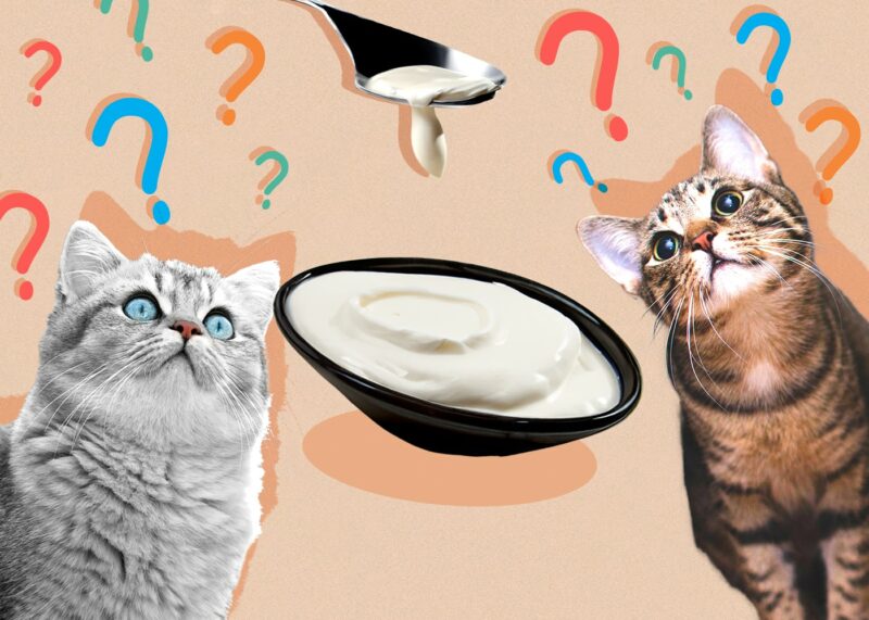 Can Cats Eat sourcream