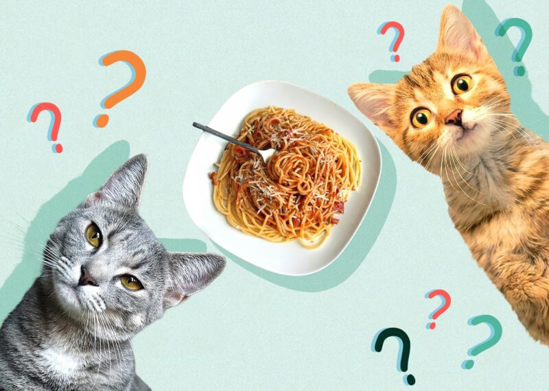 Can Cats Eat spaghetti