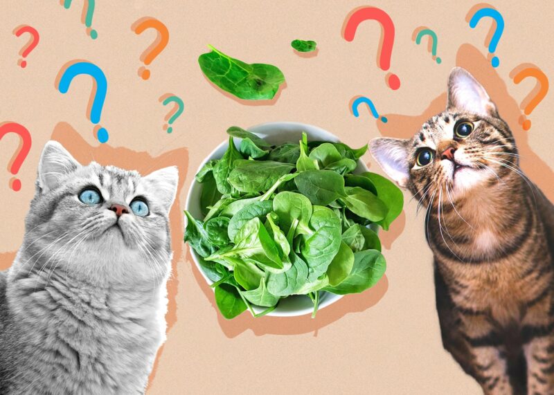 Can Cats Eat spinach