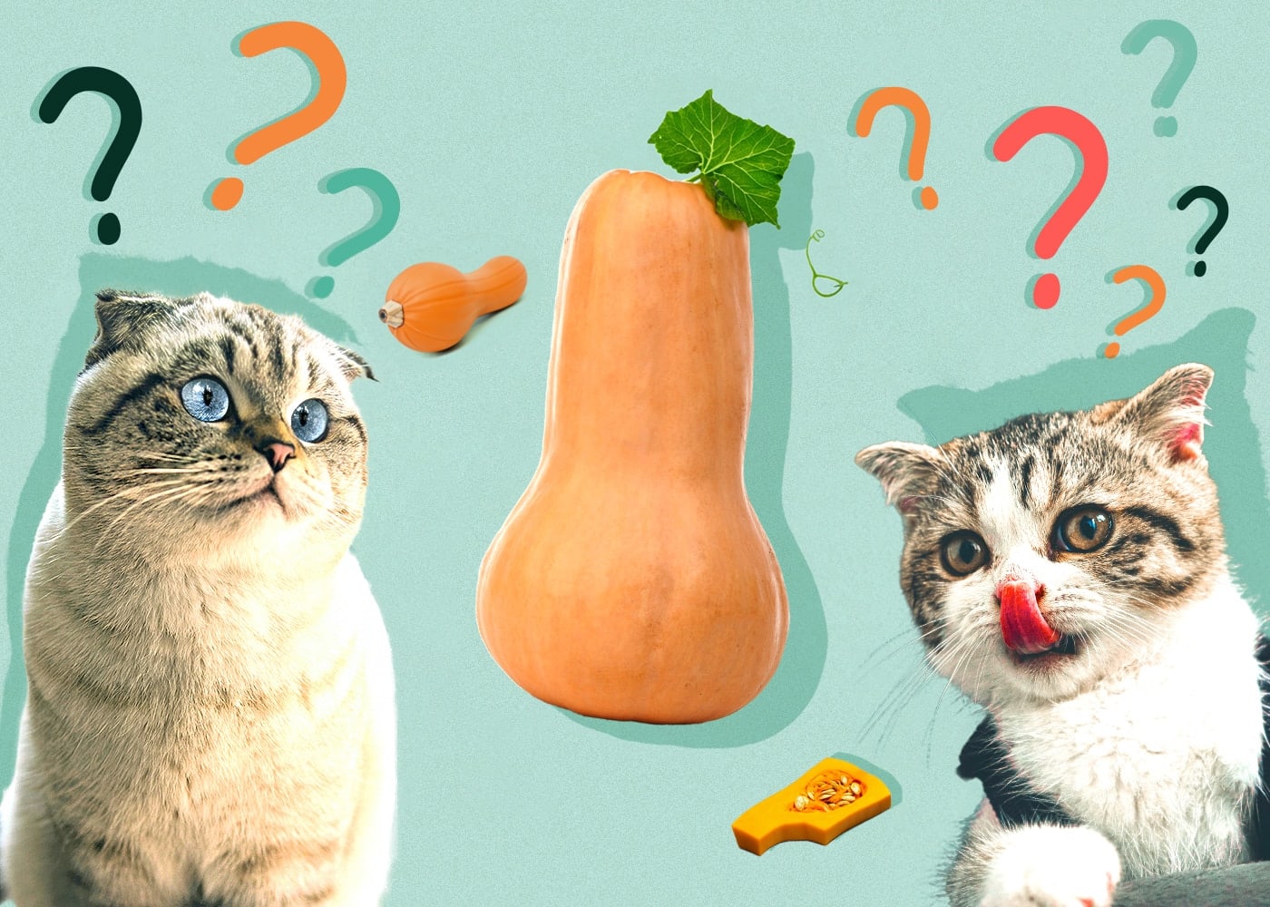 Can Cats Eat squash