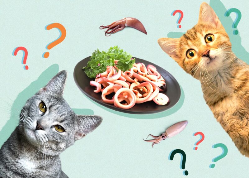 Can Cats Eat squid