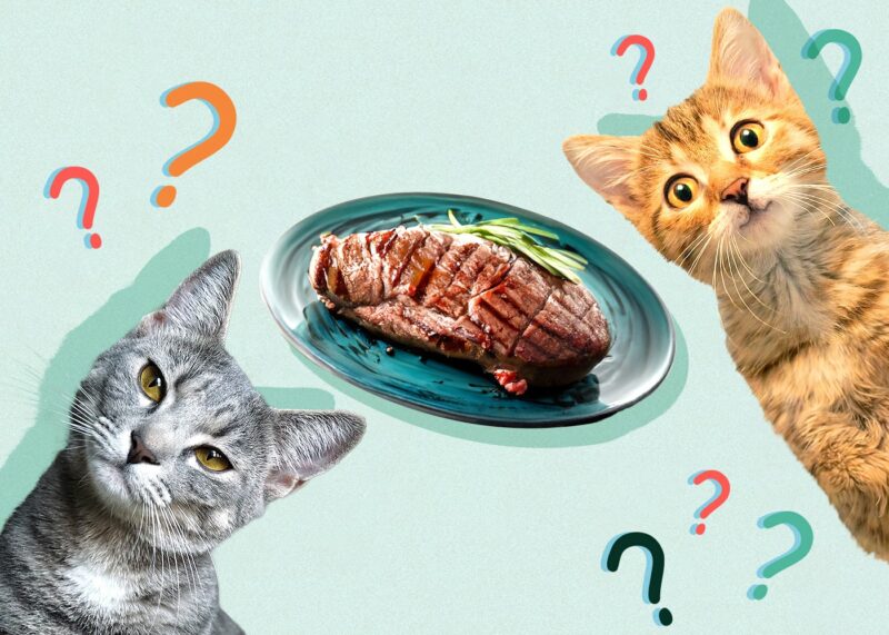Can Cats Eat steak