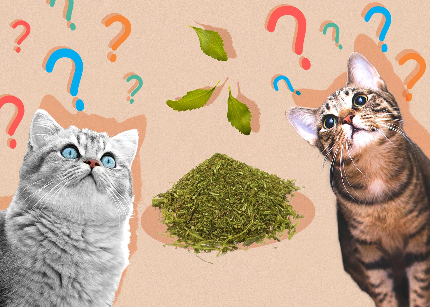 Can Cats Eat stevia