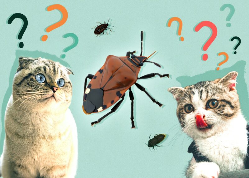 Can Cats Eat stink-bugs