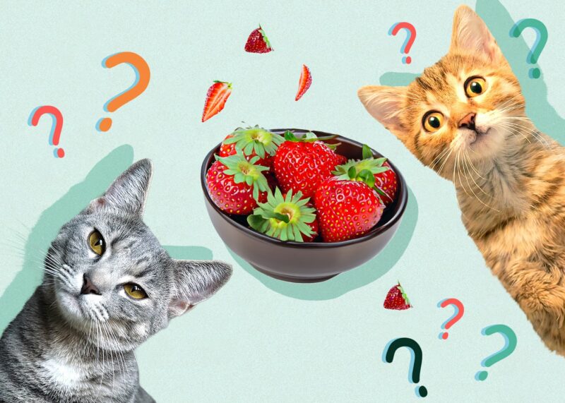 Can Cats Eat strawberries