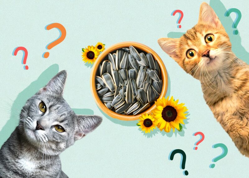 Can Cats Eat sunflower-seeds