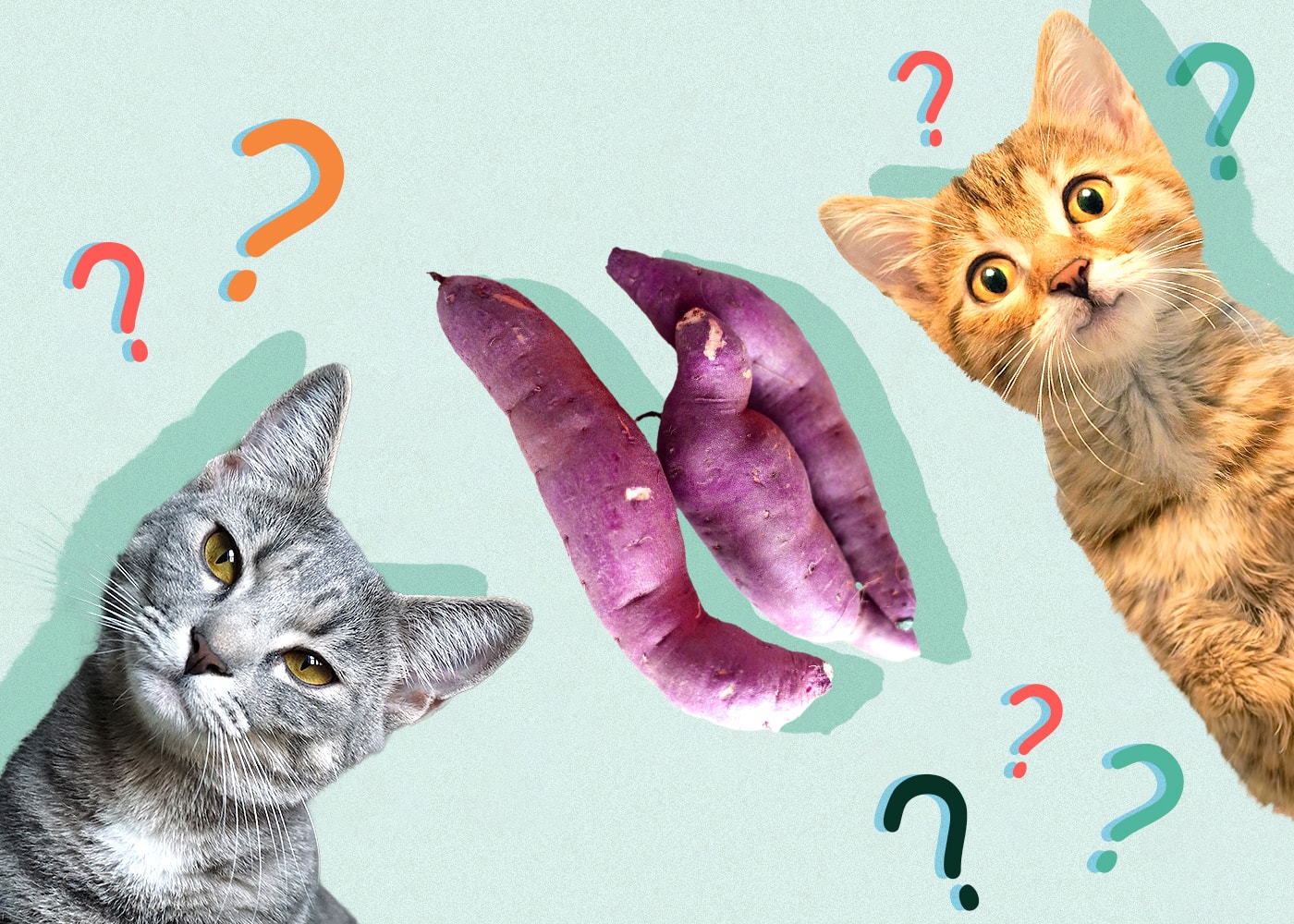 Can Cats Eat sweet-potato