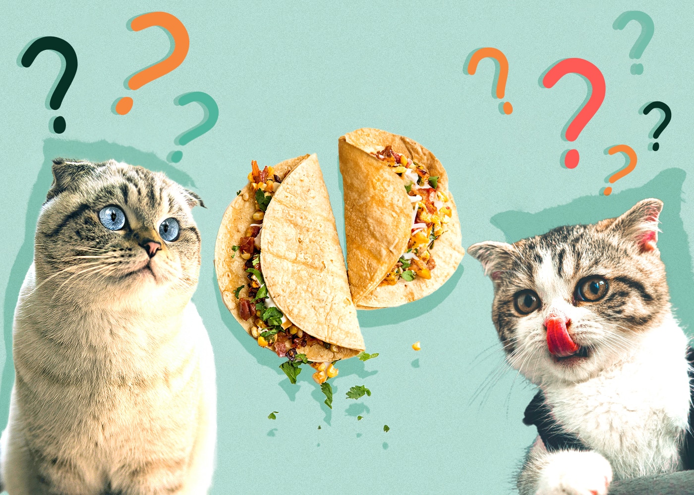 Can Cats Eat taco