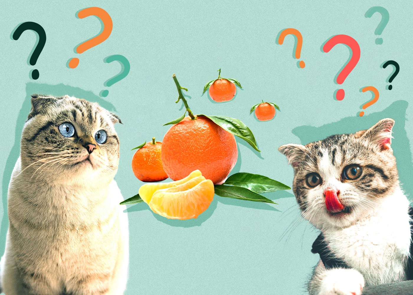 Can Cats Eat tangerine