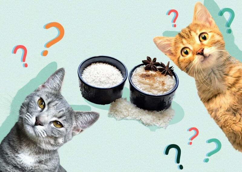 Can Cats Eat tapioca