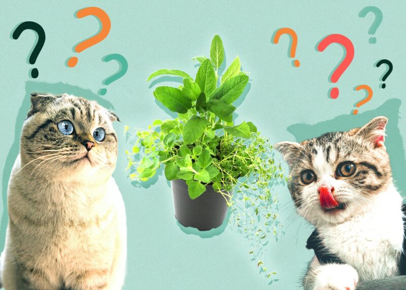 Can Cats Eat thyme