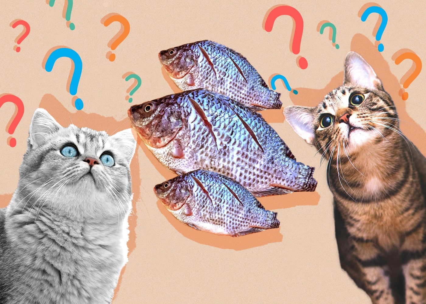 Can Cats Eat tilapia