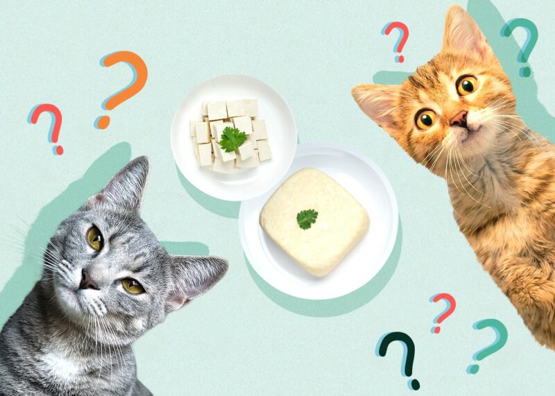Can Cats Eat tofu